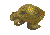 Raw Sea turtle