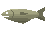 Raw Mackerel