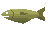 Mackerel