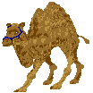 Camel