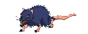 Rat