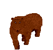 bear